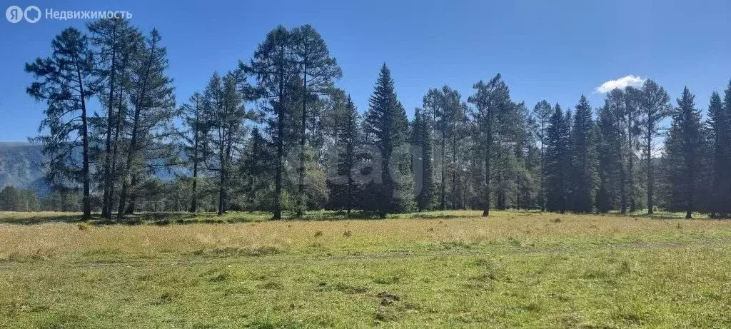 Участок в Чемальский район, село Куюс (25 м) - Фото 1