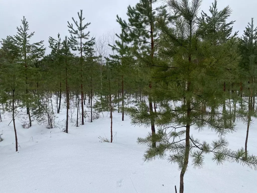 Участок в Псковская область, Псковский район, Тямшанская волость, д. ... - Фото 1