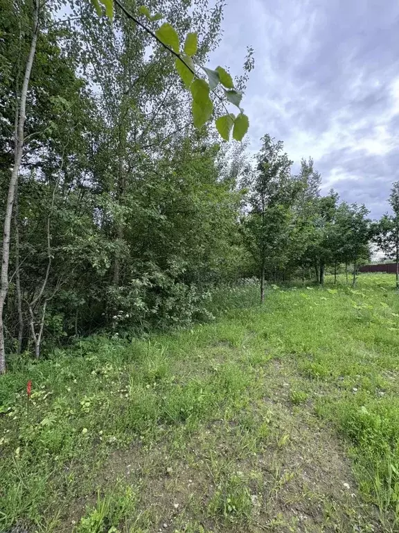 Участок в Московская область, Солнечногорск городской округ, д. ... - Фото 2