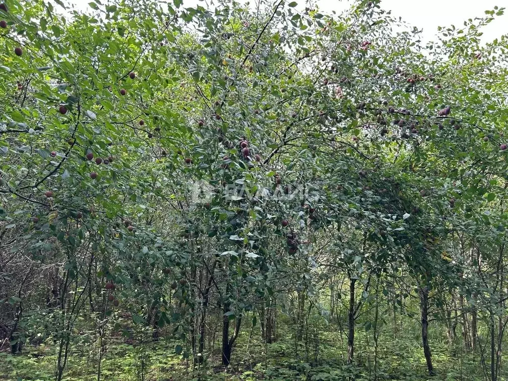 Участок в Владимирская область, Суздальский район, Селецкое ... - Фото 1