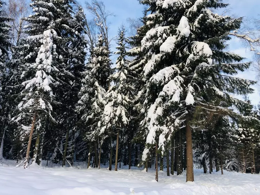 Участок в Московская область, Дмитровский муниципальный округ, ... - Фото 2