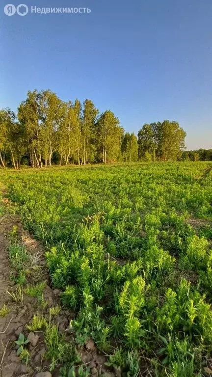 Участок в Иркутский муниципальный округ, заимка Вдовина (10 м) - Фото 0