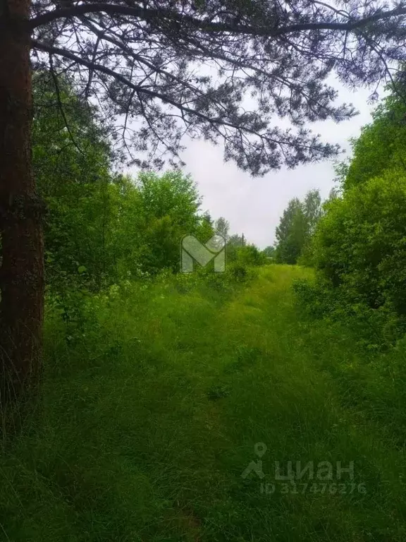 Участок в Ленинградская область, Волховский район, Колчановское с/пос, ... - Фото 1