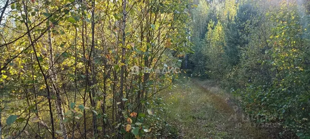 Участок в Владимирская область, Судогодский район, Лавровское ... - Фото 2