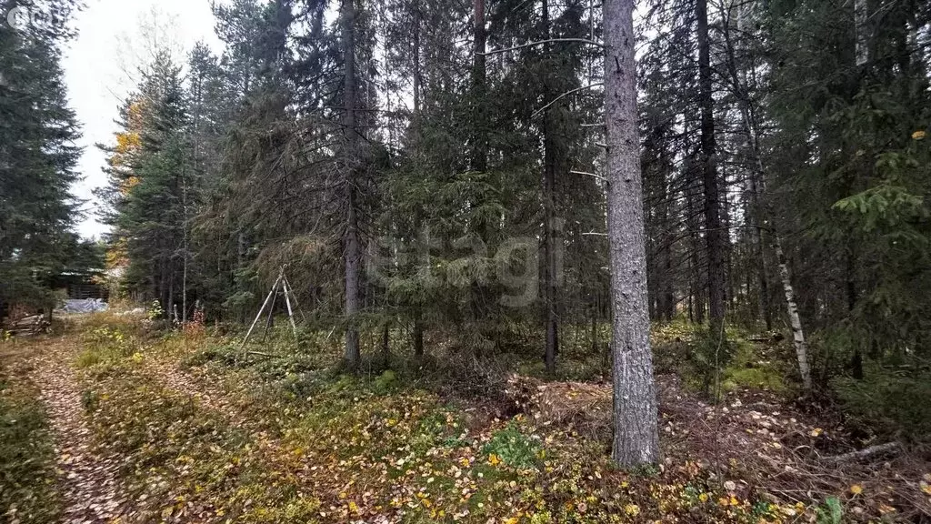 Участок в Архангельская область, Приморский муниципальный округ, ... - Фото 2