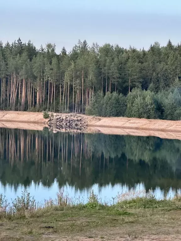 Участок в Ленинградская область, Ломоносовский район, Пениковское ... - Фото 1