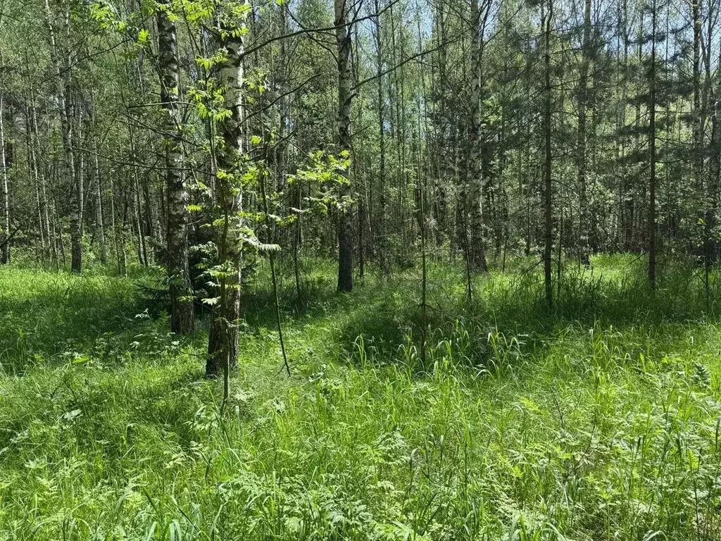 Участок в Московская область, Богородский городской округ, д. Кабаново ... - Фото 0