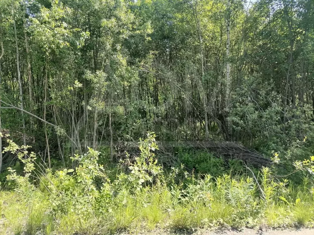 Участок в Ленинградская область, Приозерский район, Ларионовское ... - Фото 1