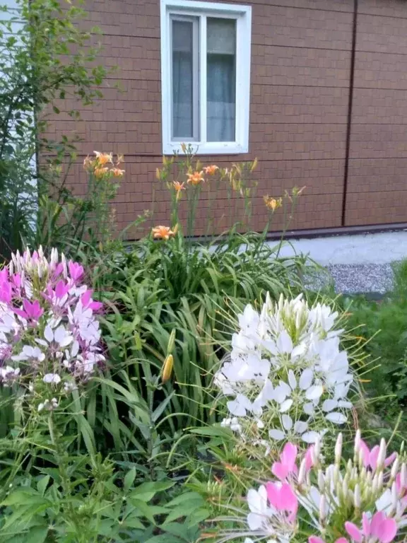 Дом, 33 м - Фото 1