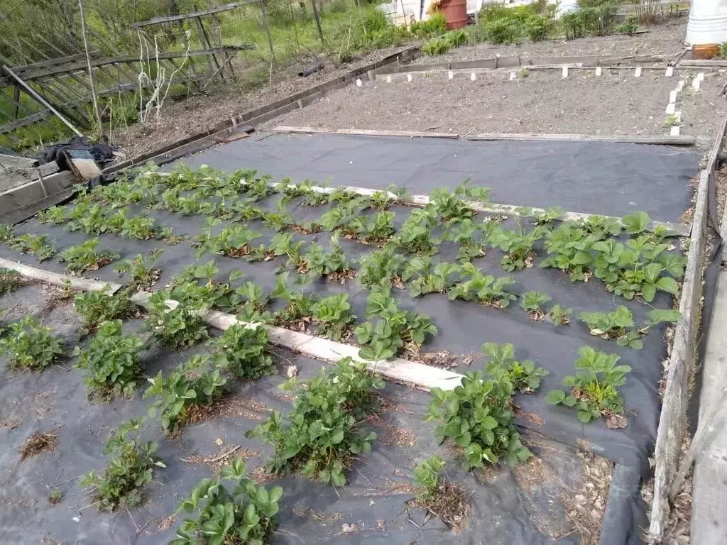 Участок в Хабаровский край, Комсомольск-на-Амуре АО АСЗ сад № 8 СНТ, ... - Фото 1