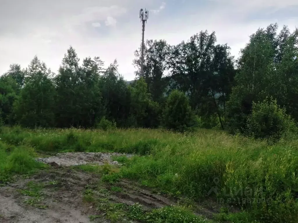 Участок в Алтай, Майминский район, Соузгинское с/пос, пос. Черемшанка ... - Фото 0