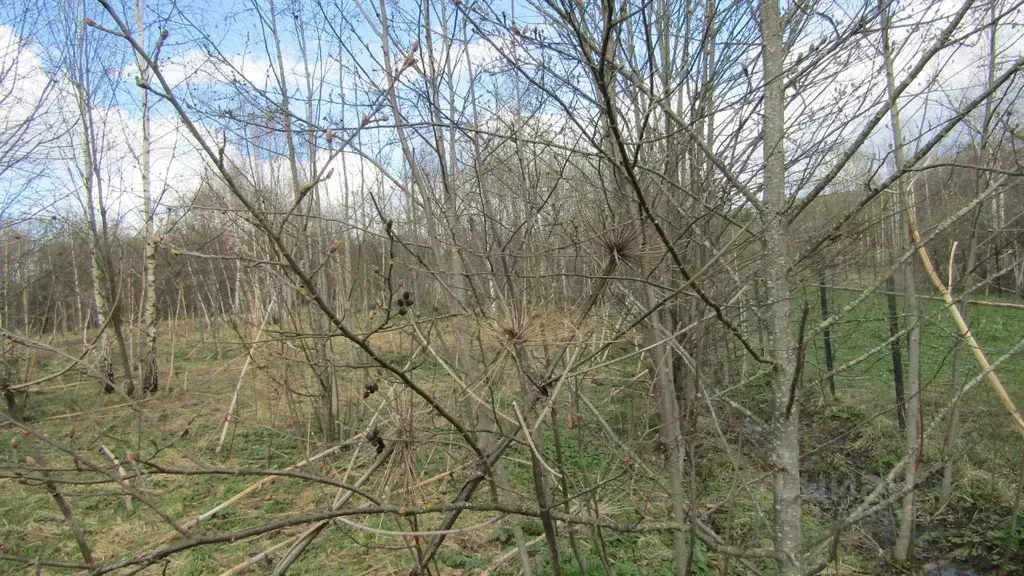 Участок в Московская область, Рузский муниципальный округ, пос. Брикет ... - Фото 1