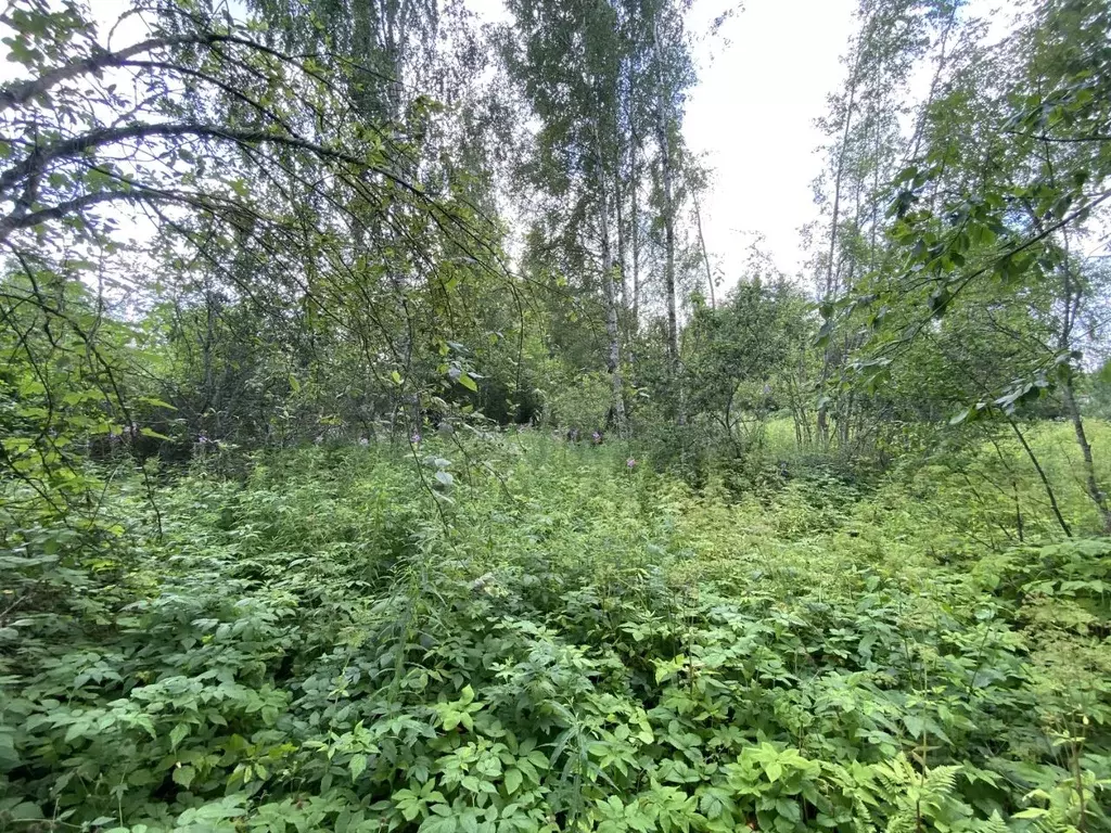 Участок в Псковская область, Гдовский район, Спицинская волость, д. ... - Фото 2