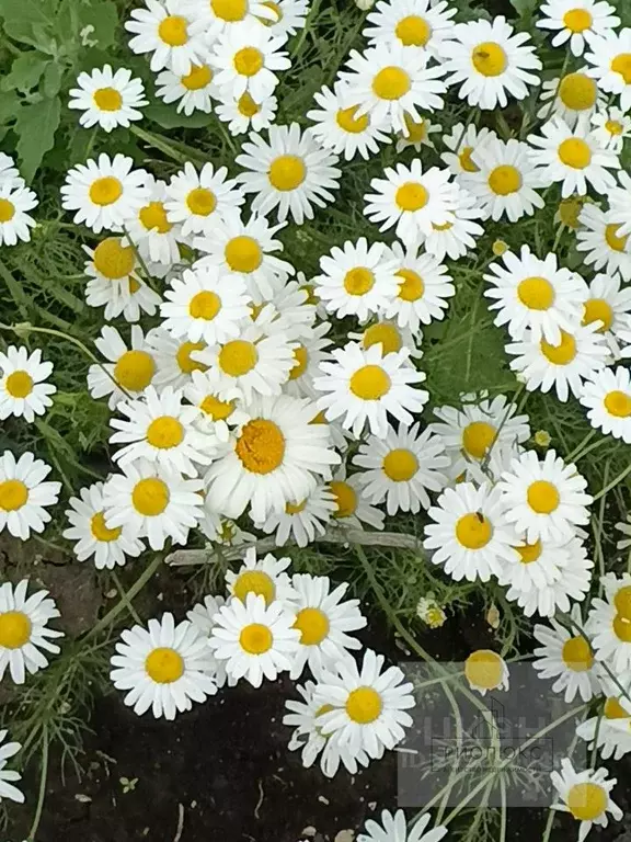 Дом в Башкортостан, Белорецкий район, с. Абзаково ул. Ленина (200 м) - Фото 1