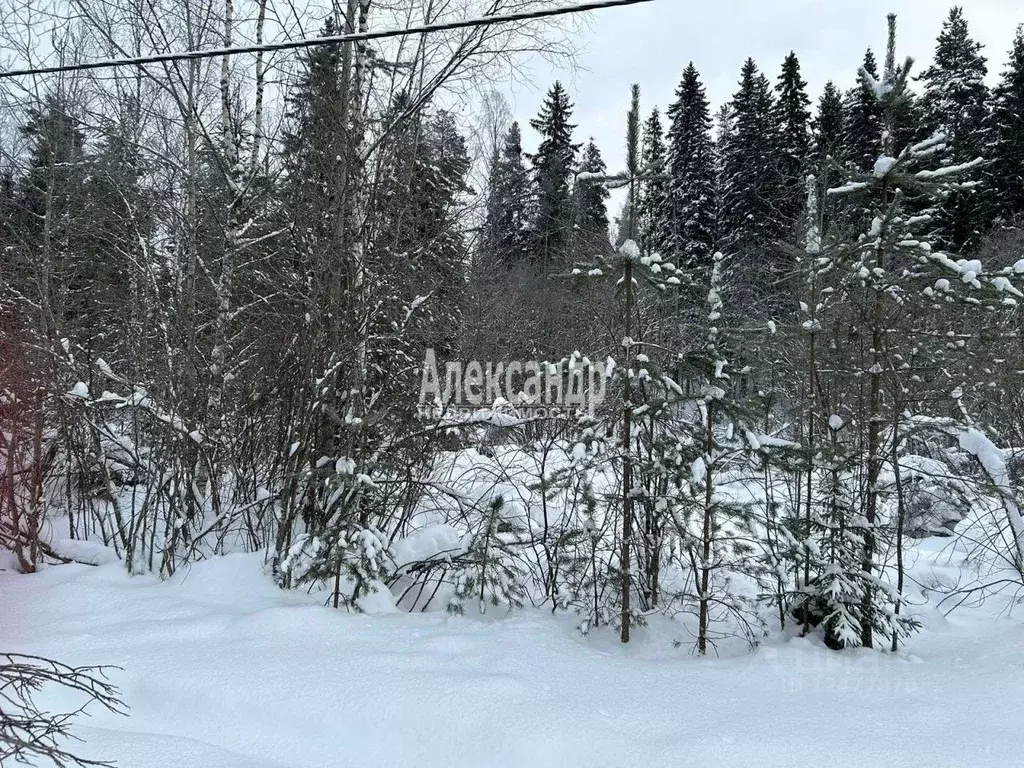 Участок в Ленинградская область, Приозерский район, Кузнечнинское ... - Фото 1