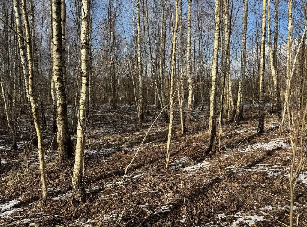 Участок в Московская область, Ногинск Богородский городской округ, ... - Фото 0