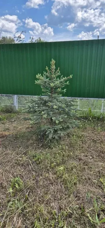 Участок в Марий Эл, Йошкар-Ола городской округ, с. Семеновка  (11.3 ... - Фото 2