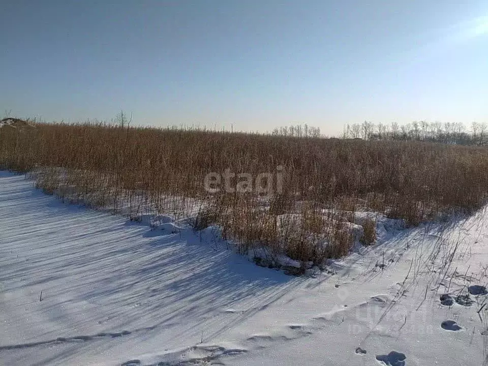 Участок в Амурская область, Благовещенский район, с. Чигири ул. ... - Фото 0