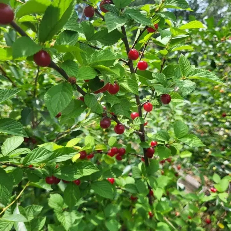 Дача 60 м на участке 8 сот. - Фото 0
