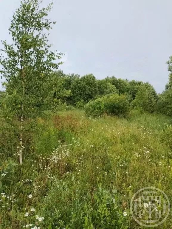 Участок в Ленинградская область, Лужский район, Заклинское с/пос, д. ... - Фото 1