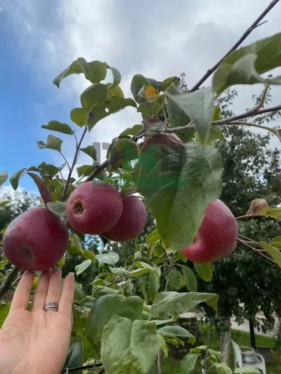 Участок в Оренбургская область, Орск пос. ОЗТП, ул. Посадская, 6 (8.0 ... - Фото 2