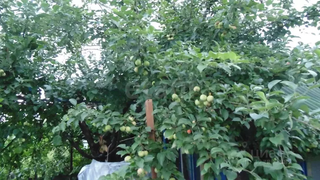 Дом в Новосибирская область, Новосибирск Метростроитель СНТ, 288 (30 ... - Фото 0