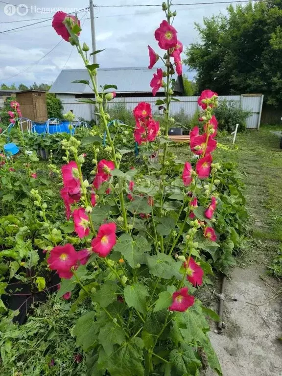 Участок в Новосибирский район, Верх-Тулинский сельсовет, садовое ... - Фото 2