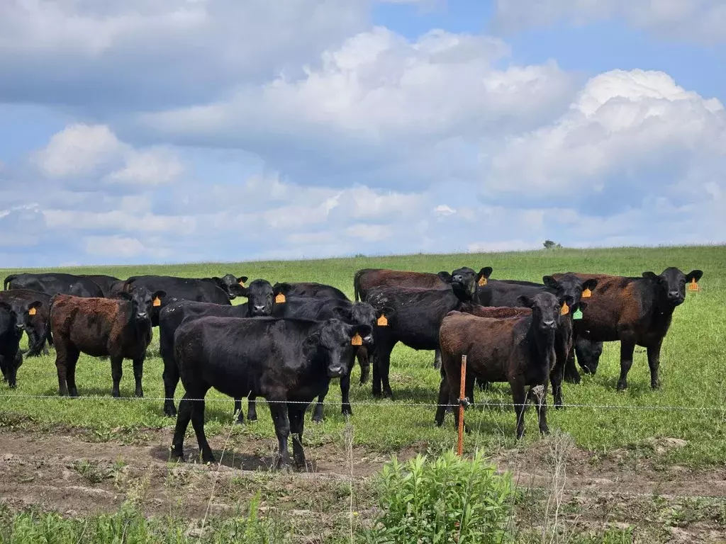 Дом в Калужская область, Козельский район, Бурнашево с/пос, с. Клыково ... - Фото 2