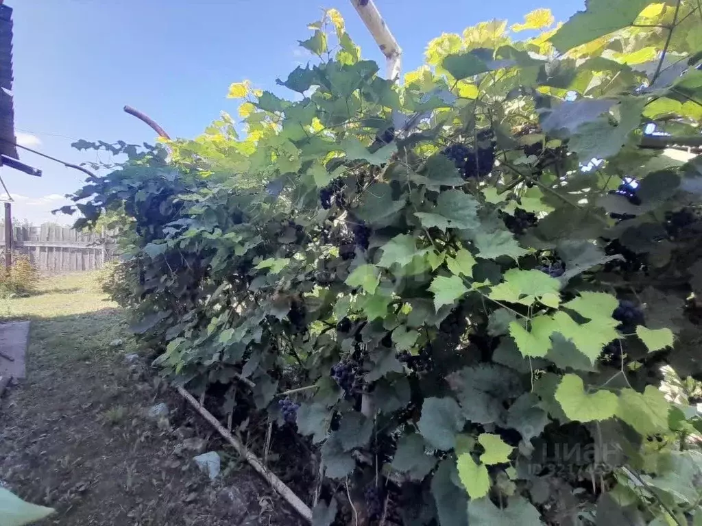 Дом в Оренбургская область, Саракташский район, Черноотрожский ... - Фото 2