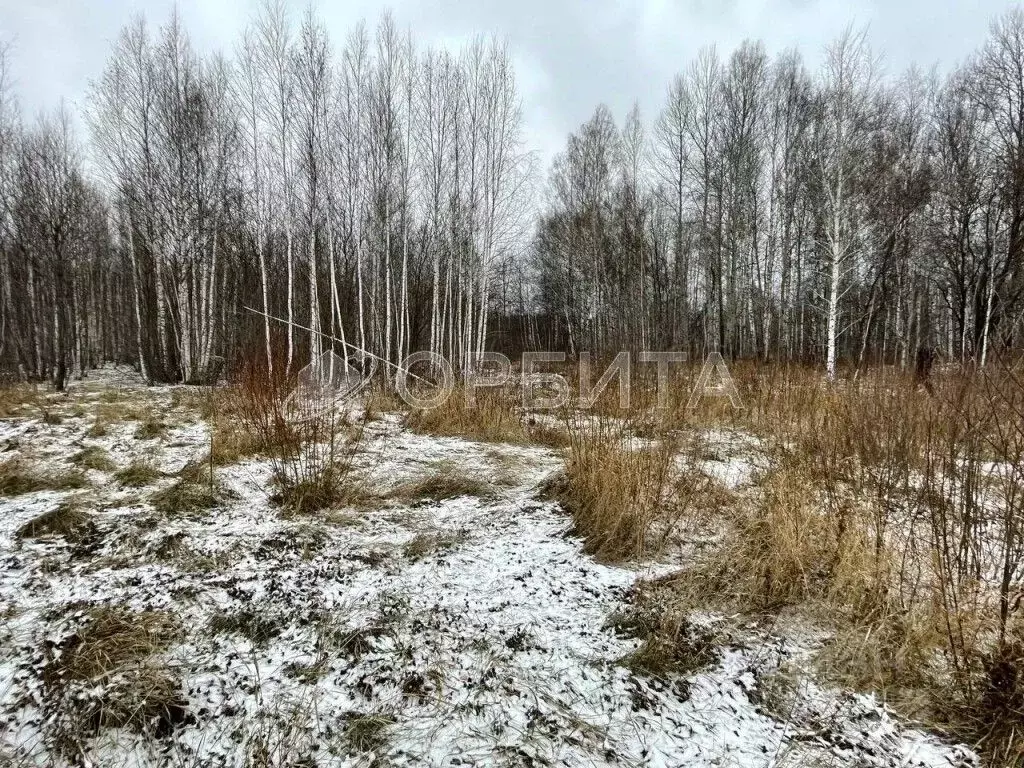 Участок в Тюменская область, Тюменский район, с. Горьковка Сибирская ... - Фото 1