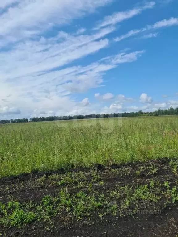 Участок в Мордовия, Лямбирский район, Пензятское с/пос, с. Пензятка  ... - Фото 2