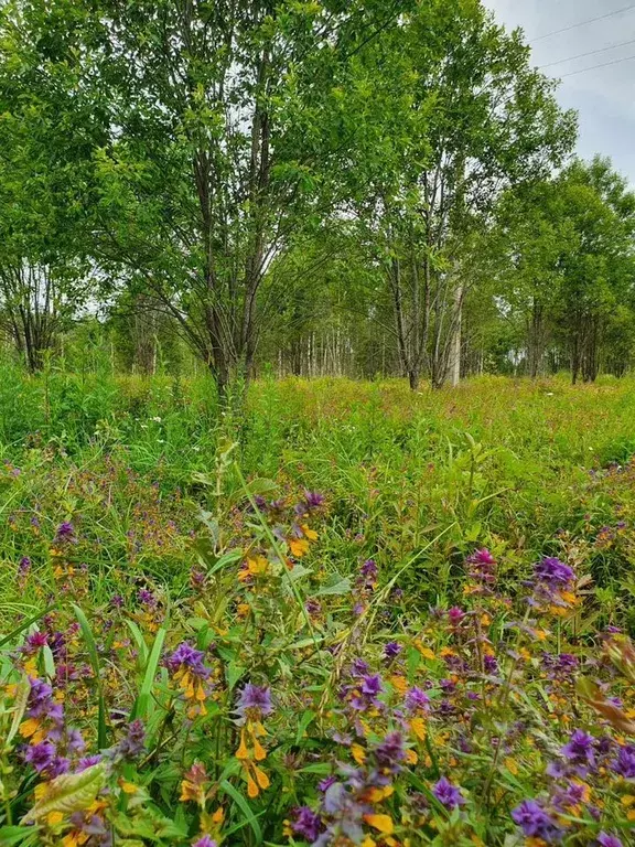 Участок в Московская область, Истра муниципальный округ, д. Шапково  ... - Фото 2