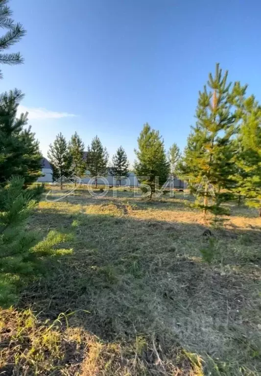 Участок в Тюменская область, Тюменский муниципальный округ, с. Успенка ... - Фото 2