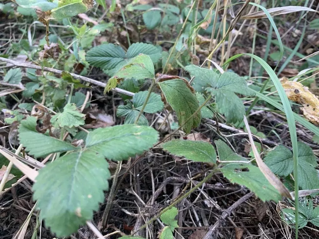 Участок в Саратовская область, Балашовский район, Хоперское ... - Фото 1