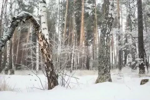Участок в Воронежская область, Рамонский район, с. Ямное ул. ... - Фото 1