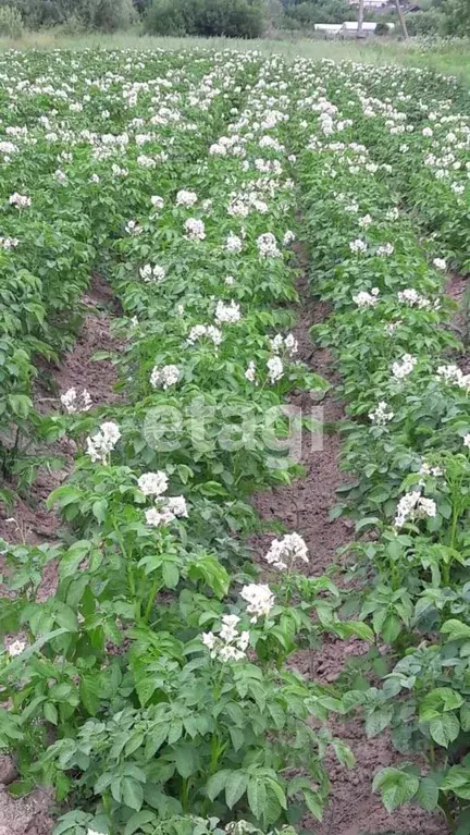 Участок в Калужская область, с. Барятино  (20.0 сот.) - Фото 2