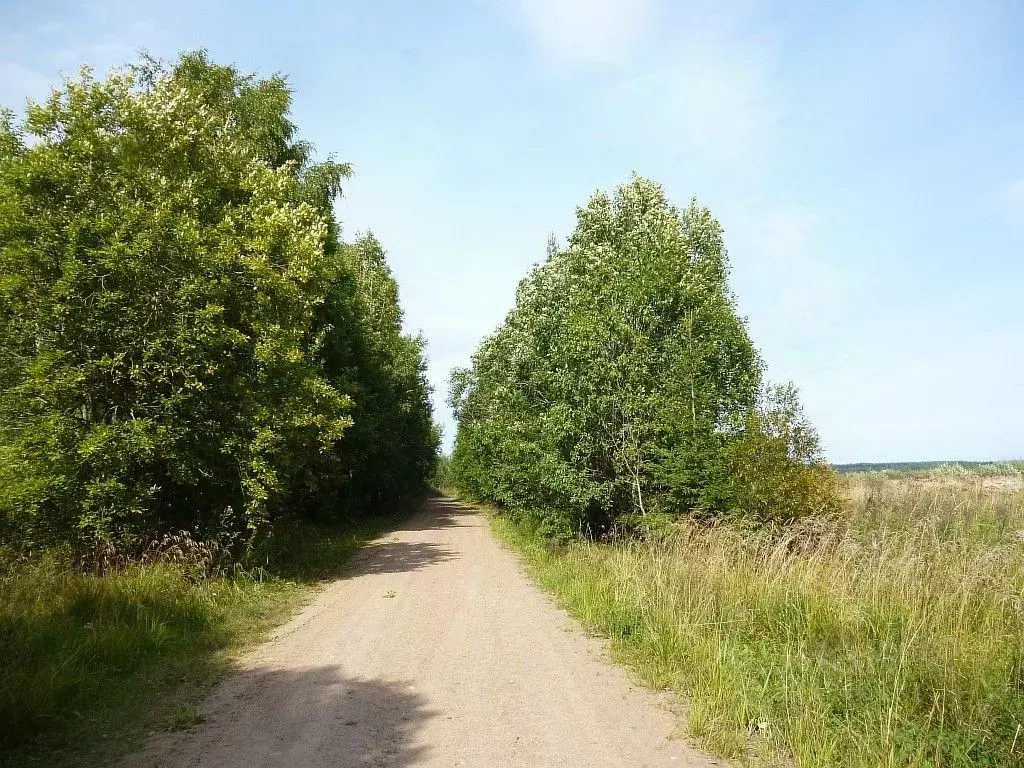 Участок в Ленинградская область, Кингисеппский район, д. Нежново  ... - Фото 2