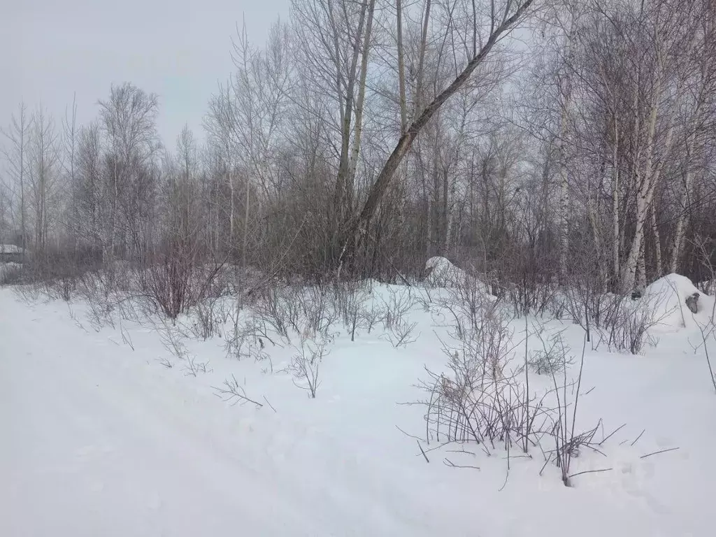 Участок в Новосибирская область, Новосибирский район, Кубовинский ... - Фото 1