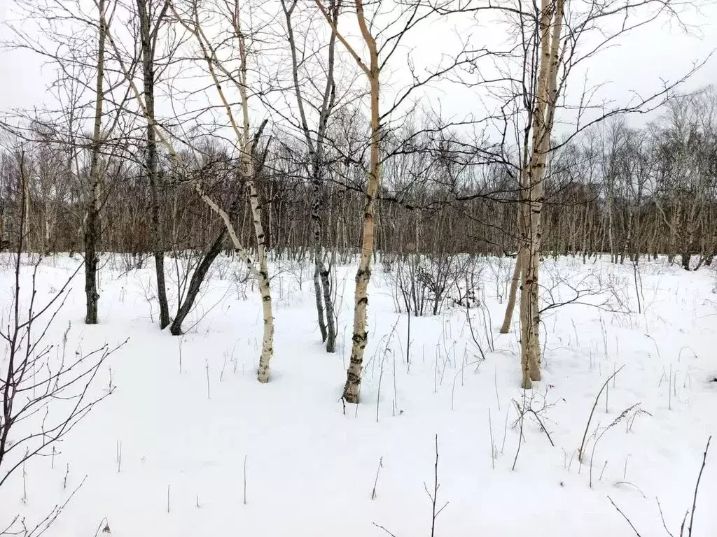 Участок в Петропавловск-Камчатский, посёлок Чапаевка (400.3 м) - Фото 1