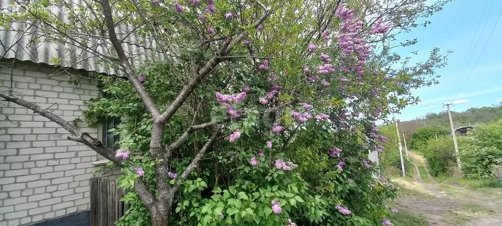 Дом в Белгородская область, Яковлевский муниципальный округ, СТ ... - Фото 2