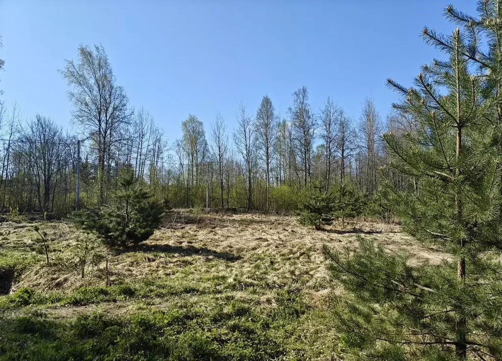 Участок в Ленинградская область, Кировский район, Мгинское городское ... - Фото 2