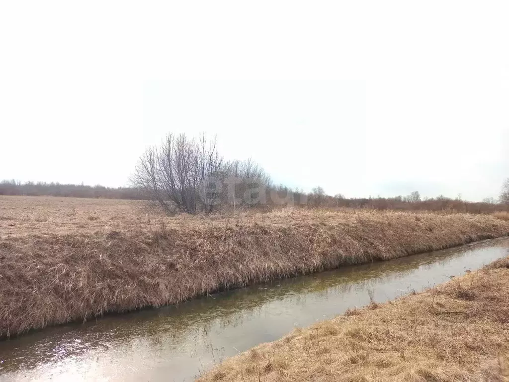 Участок в Псковская область, Гдов городское поселение, д. Луневщина  ... - Фото 1