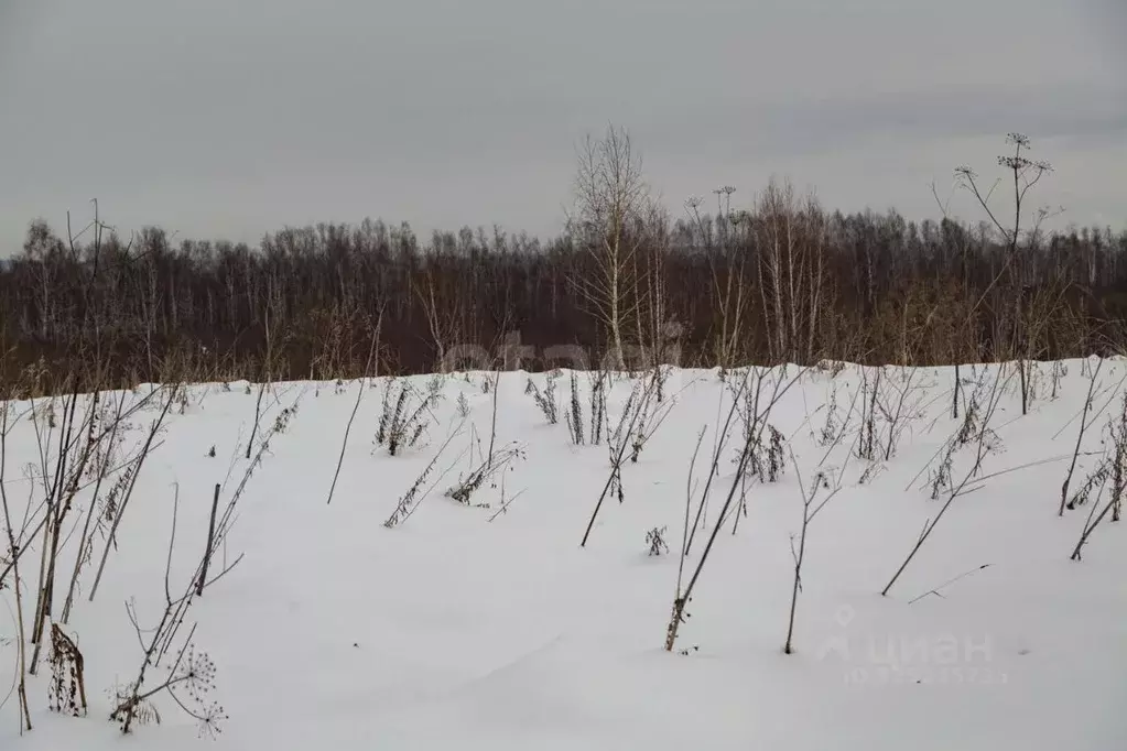Участок в Кемеровская область, Новокузнецкий муниципальный округ, пос. ... - Фото 1