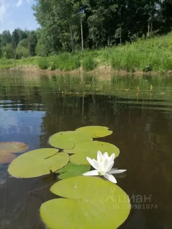 Участок в Ярославская область, Ярославский район, Кузнечихинское ... - Фото 1