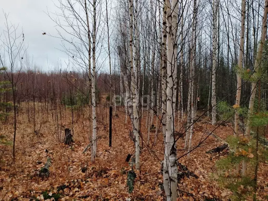 Участок в Ханты-Мансийский АО, Ханты-Мансийск Медик СОТ,  (10.0 сот.) - Фото 0