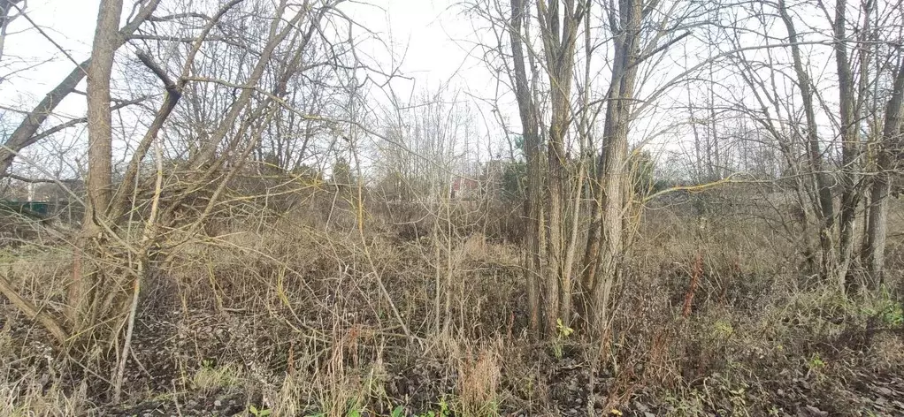 Участок в Московская область, Талдомский городской округ, д. Бурцево  ... - Фото 1