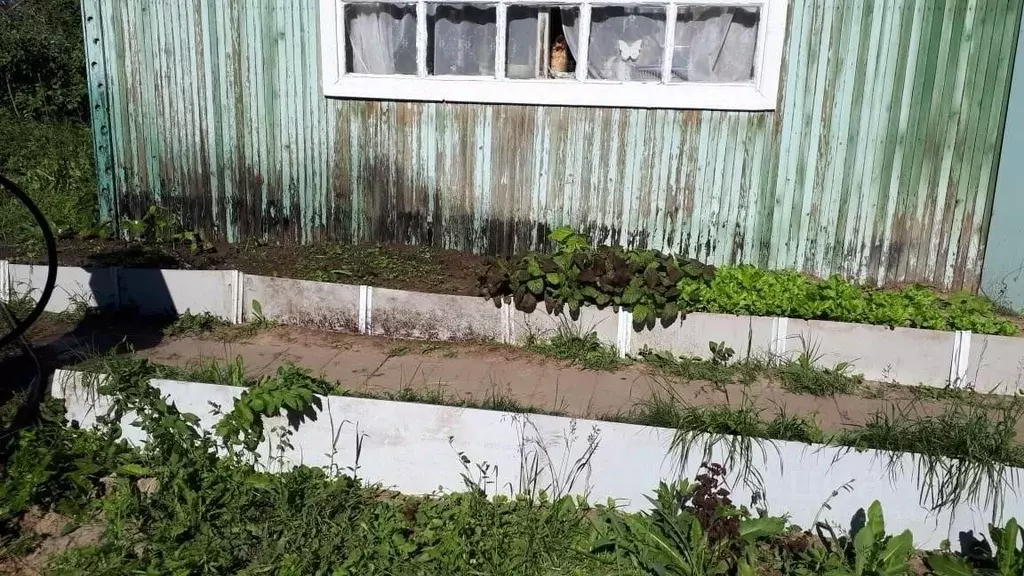 Участок в Новосибирская область, Коченевский район, Дружба-2 СНТ  (5.0 ... - Фото 1