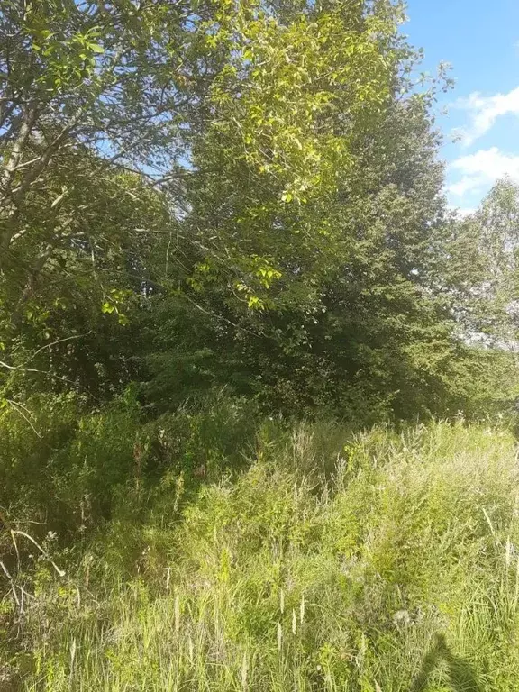 Участок в Московская область, Можайский муниципальный округ, д. Вешки  ... - Фото 1