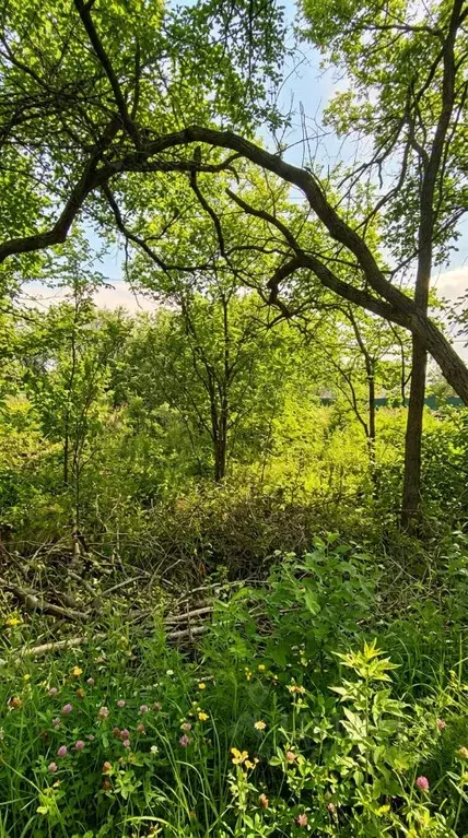 Участок в Приморский край, Артемовский городской округ, с. Кневичи ул. ... - Фото 1