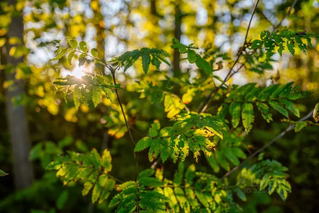 Участок в Ленинградская область, Приозерский район, Громовское с/пос, ... - Фото 1
